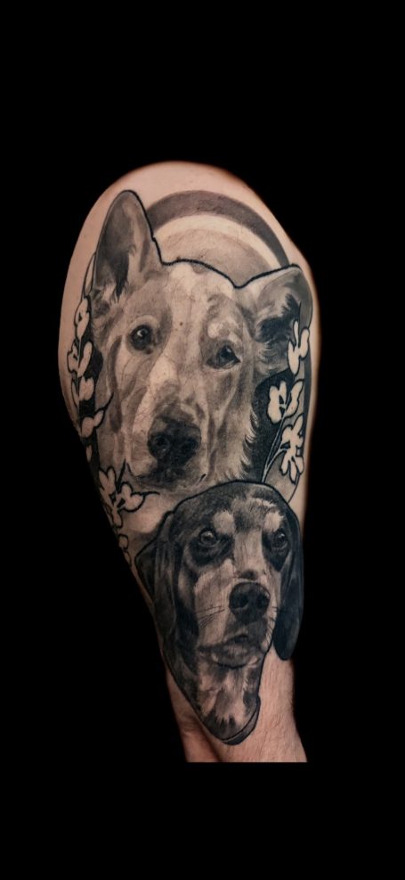 Abgeheilte Hunde Portraits